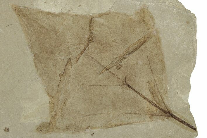 Fossil Leaf (Aleurites) - Green River Formation, Utah #334186